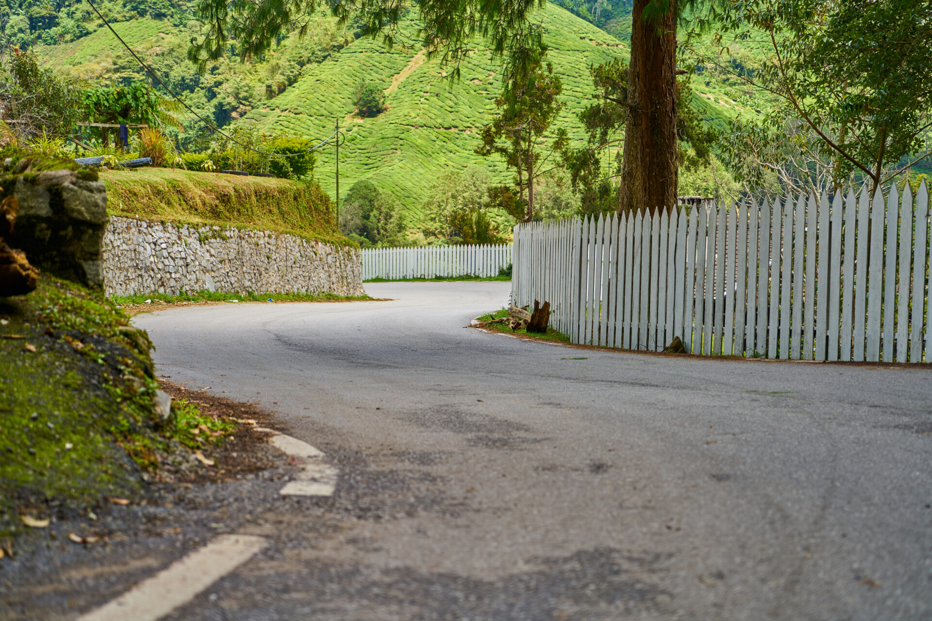 curved-road-forest